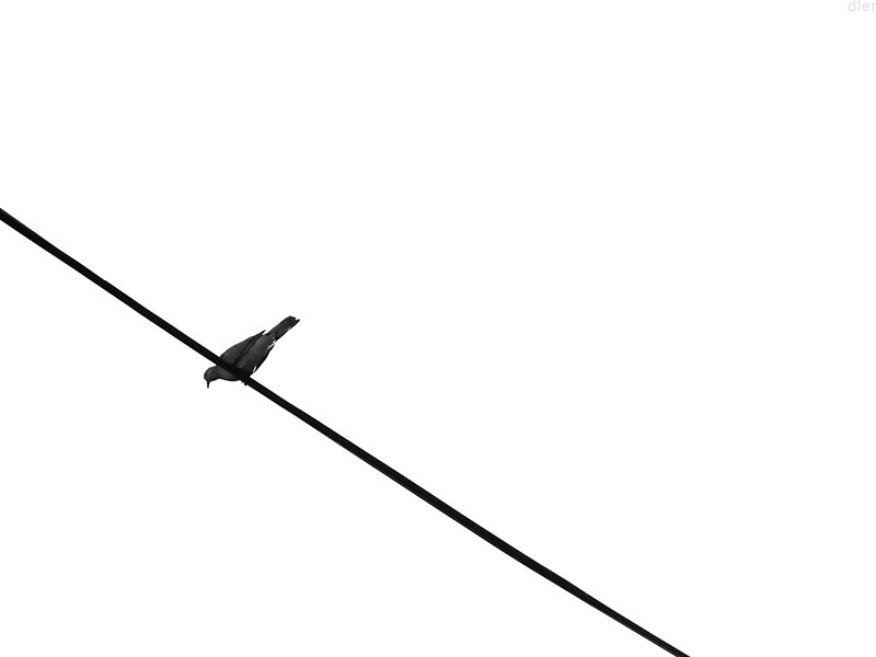 Bird on Wire — Black