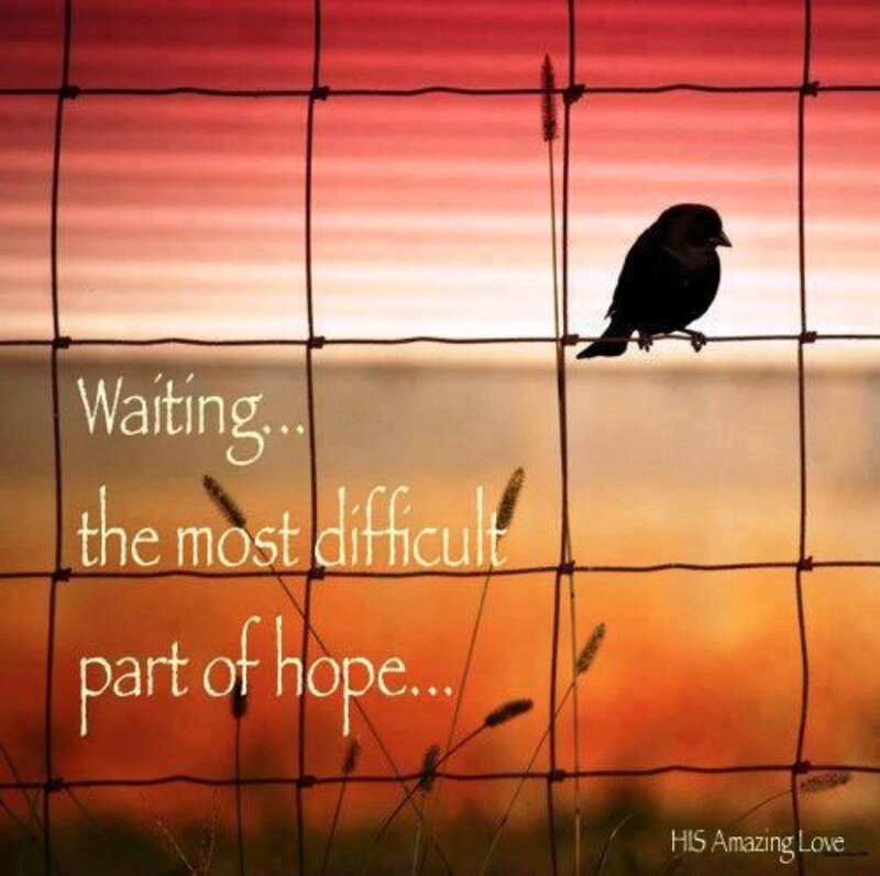 Bird on Wire Fence — Red
