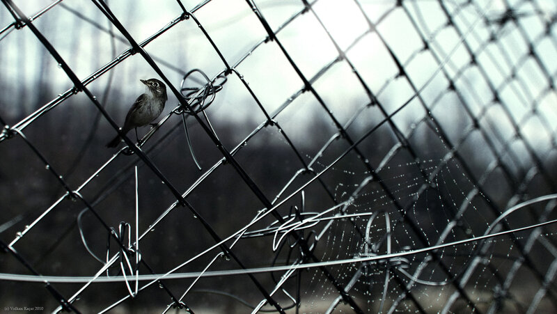 Bird on Wire Fence