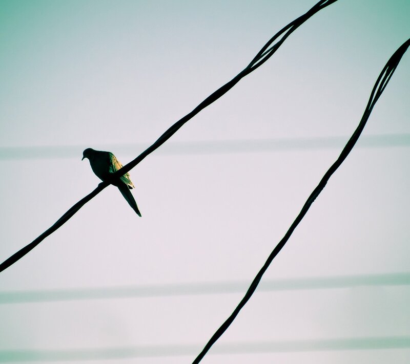 Bird on Wire — Green, Serene