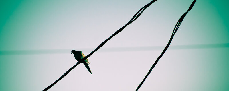 Bird on Wire — Green