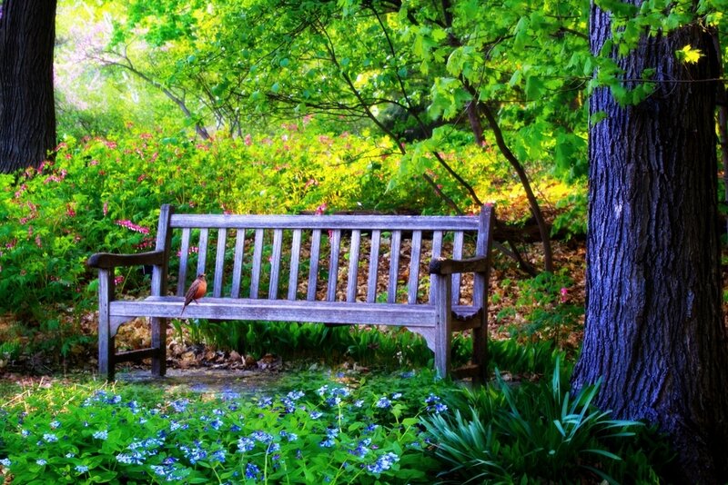 Bird on Wooden Bench