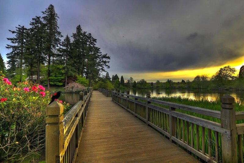 Bird on Wooden Bridge