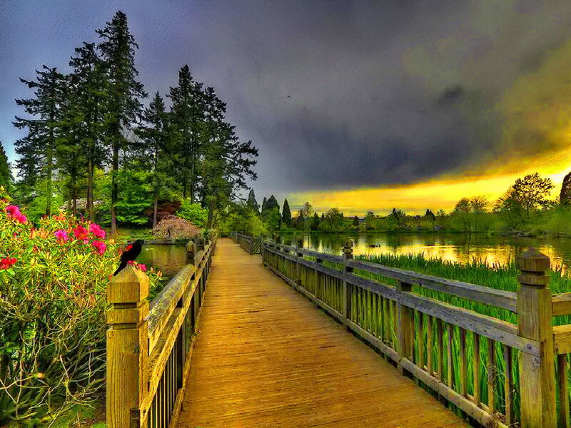 Bird on Wooden Bridge — Yellow