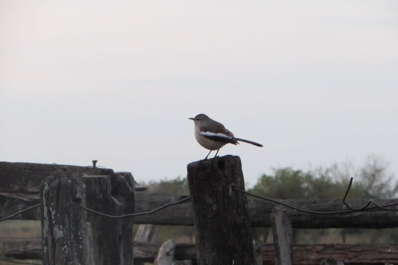 Bird on Wooden Post — Gray