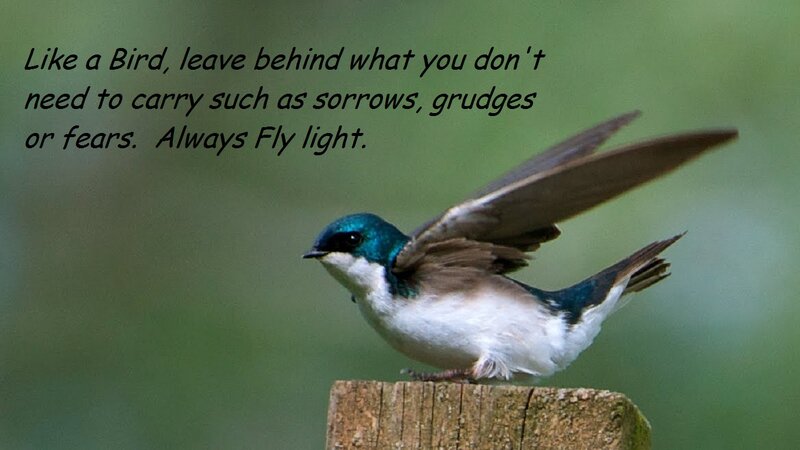 Bird on Wooden Post