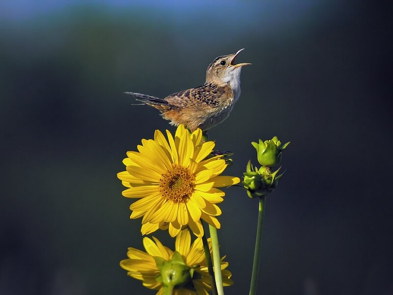 Bird on Yellow Flower