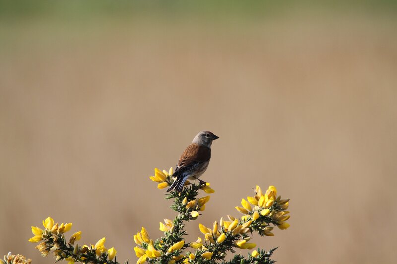 Bird on yellow flowers