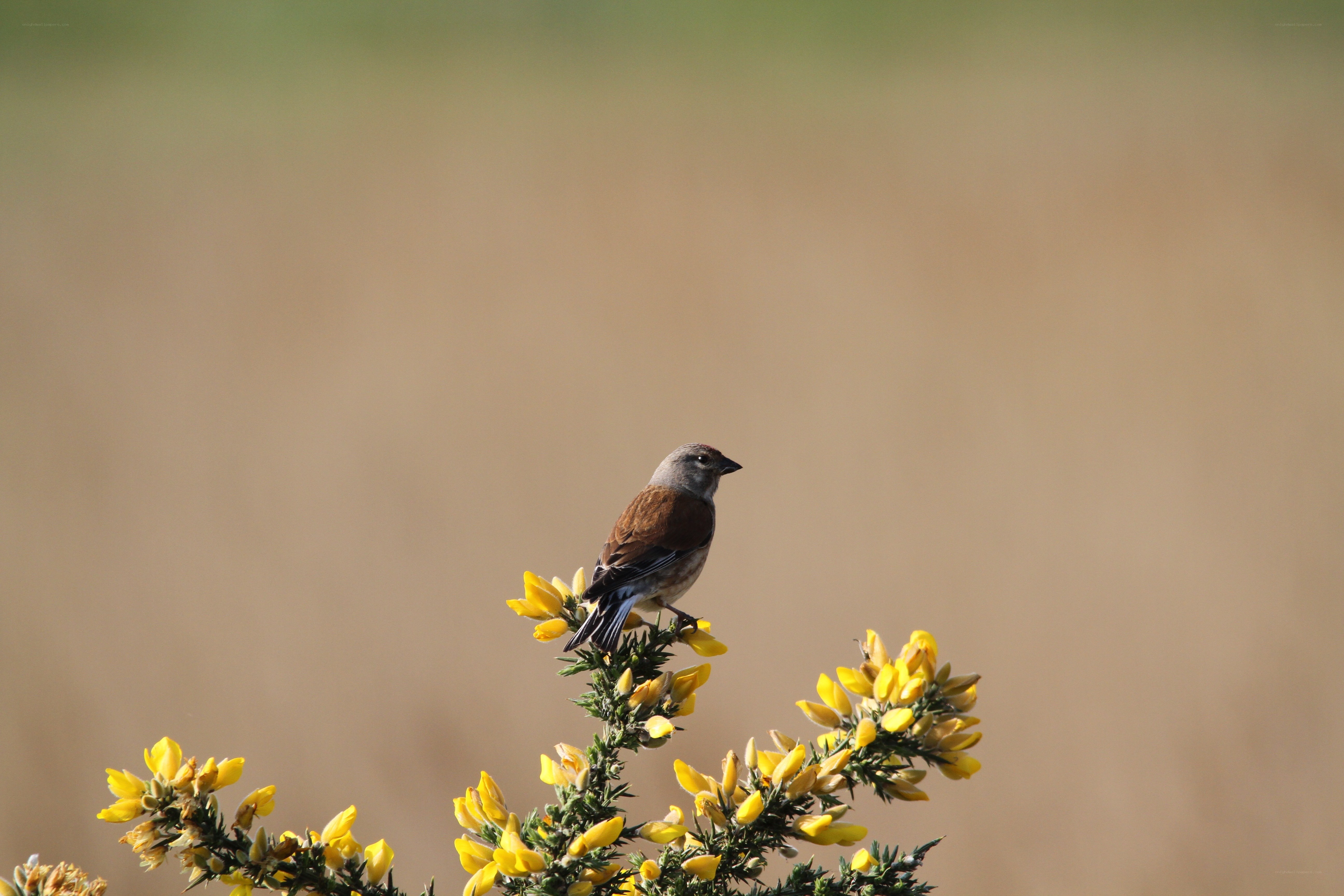 Bird on yellow flowers