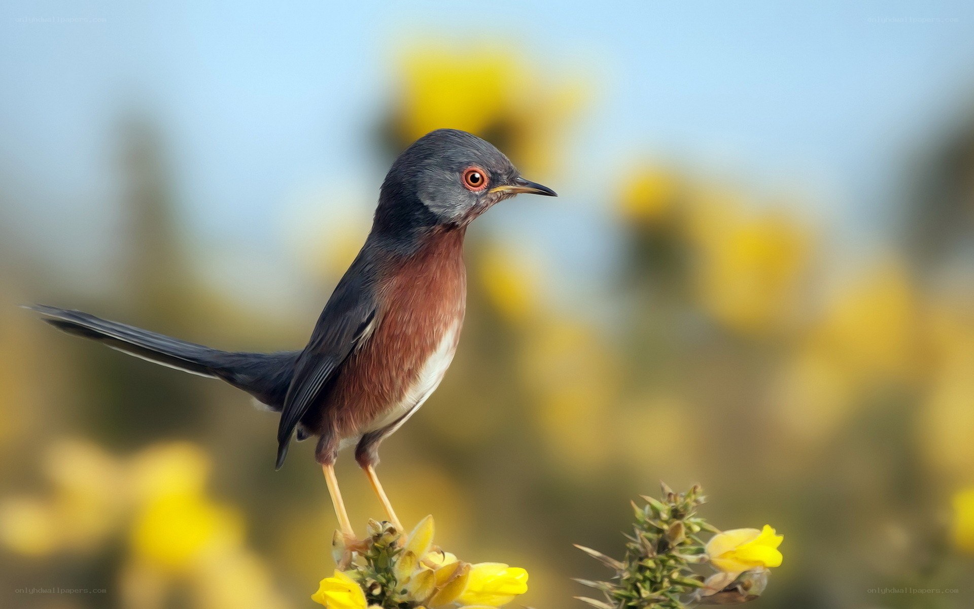 bird on yellow flowers
