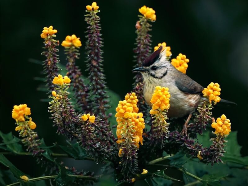 Bird on yellow flowers