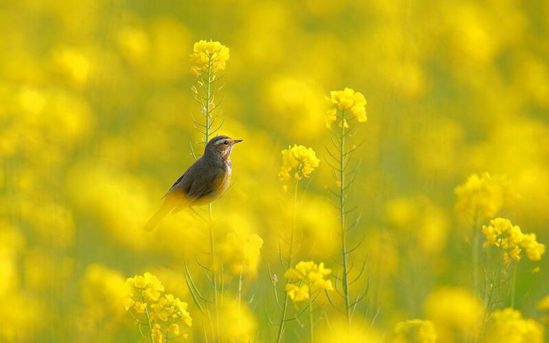 Bird on Yellow Flowers — Serene