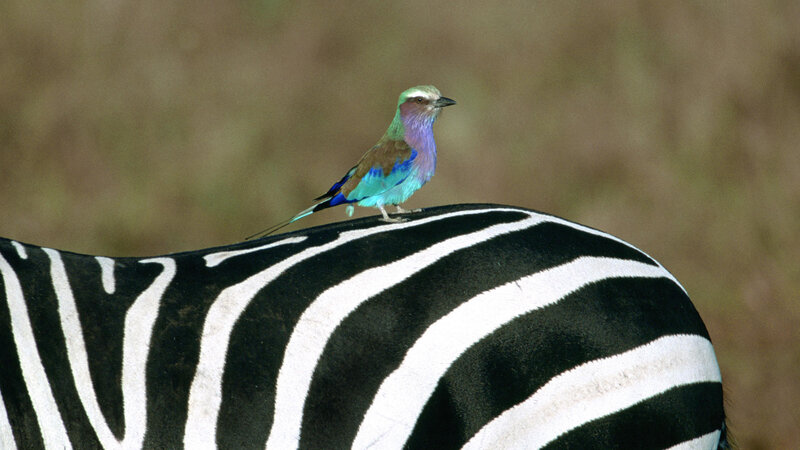 bird on zebra back