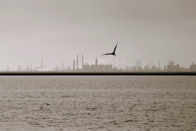 Bird over industrial waterfront