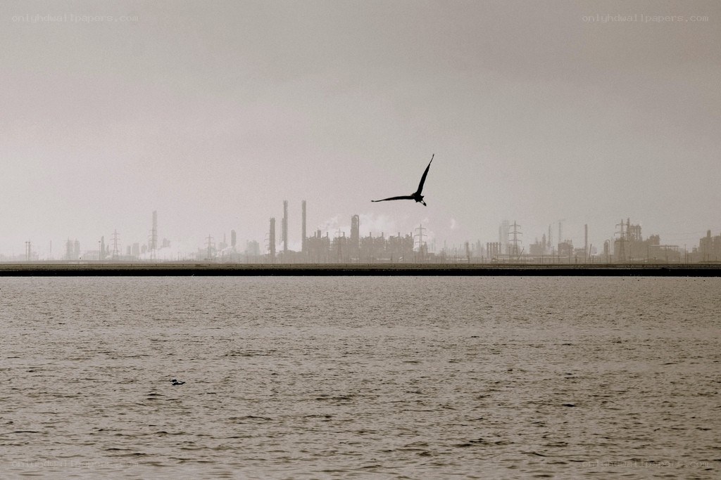 Bird over industrial waterfront