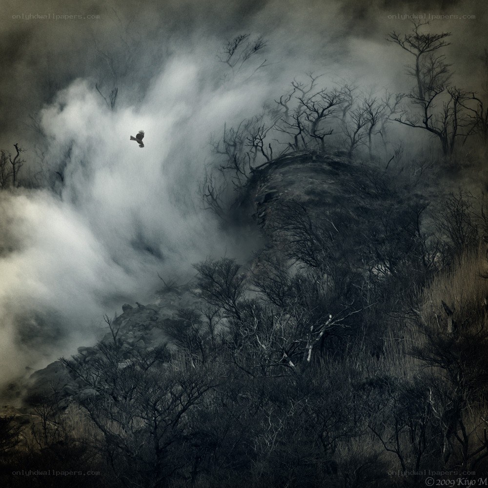 Bird over smoky hillside