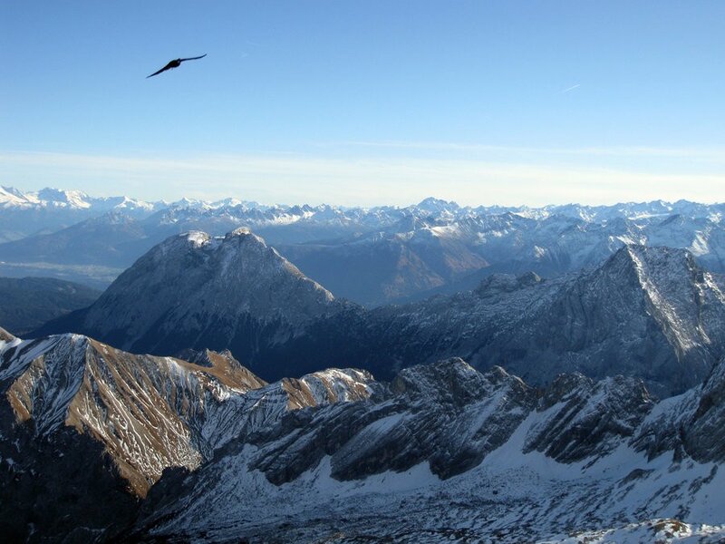 Bird over snowy mountains