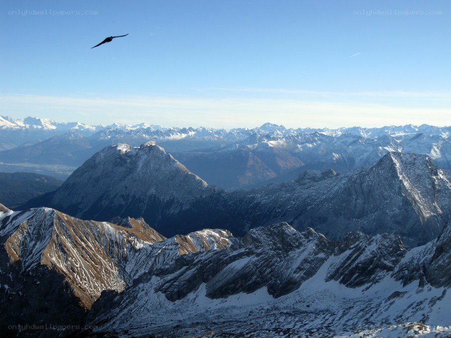 Bird over snowy mountains