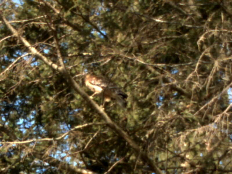 bird perched in tree