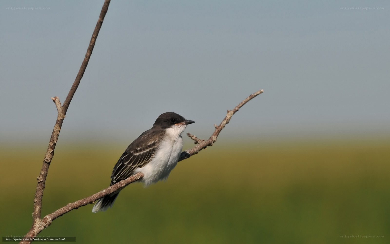 bird perched on a branch