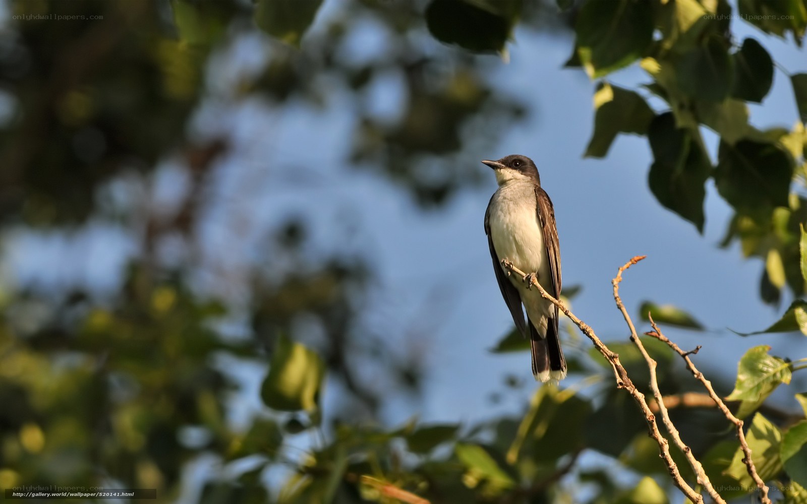 bird perched on a branch