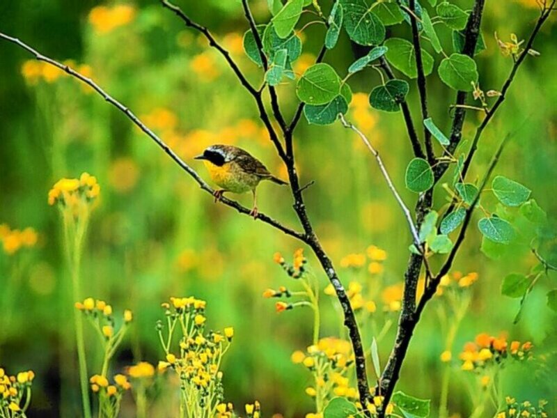 Bird perched on a branch