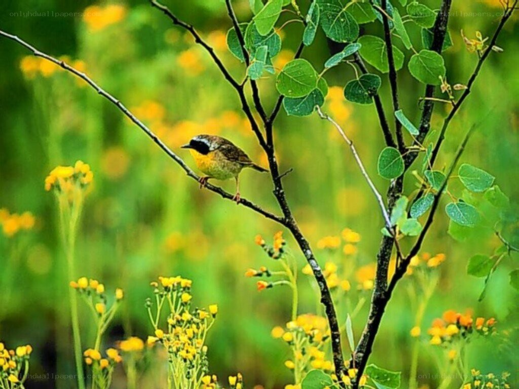 Bird perched on a branch