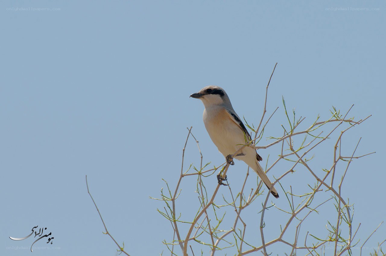 bird perched on a branch