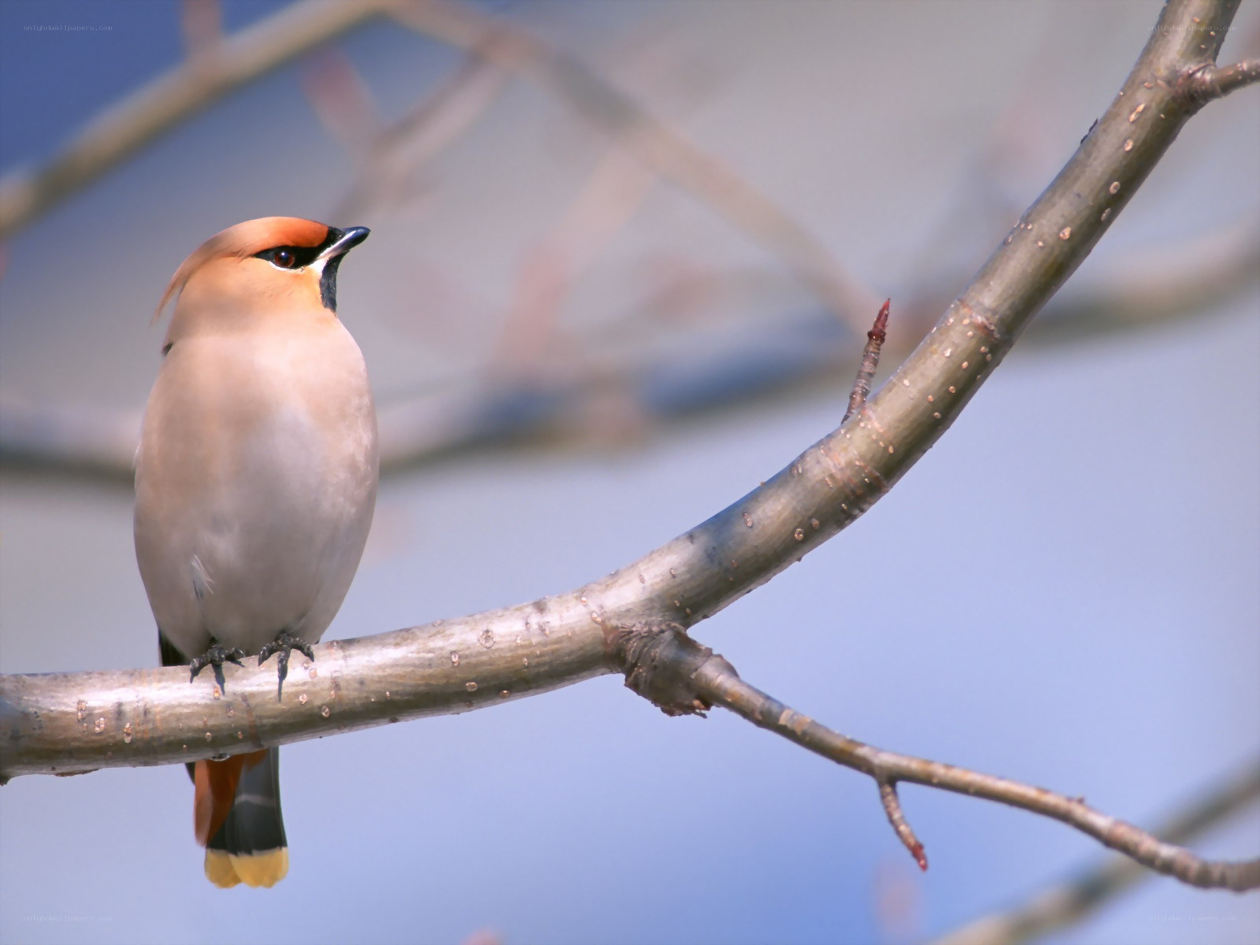 Bird perched on a branch