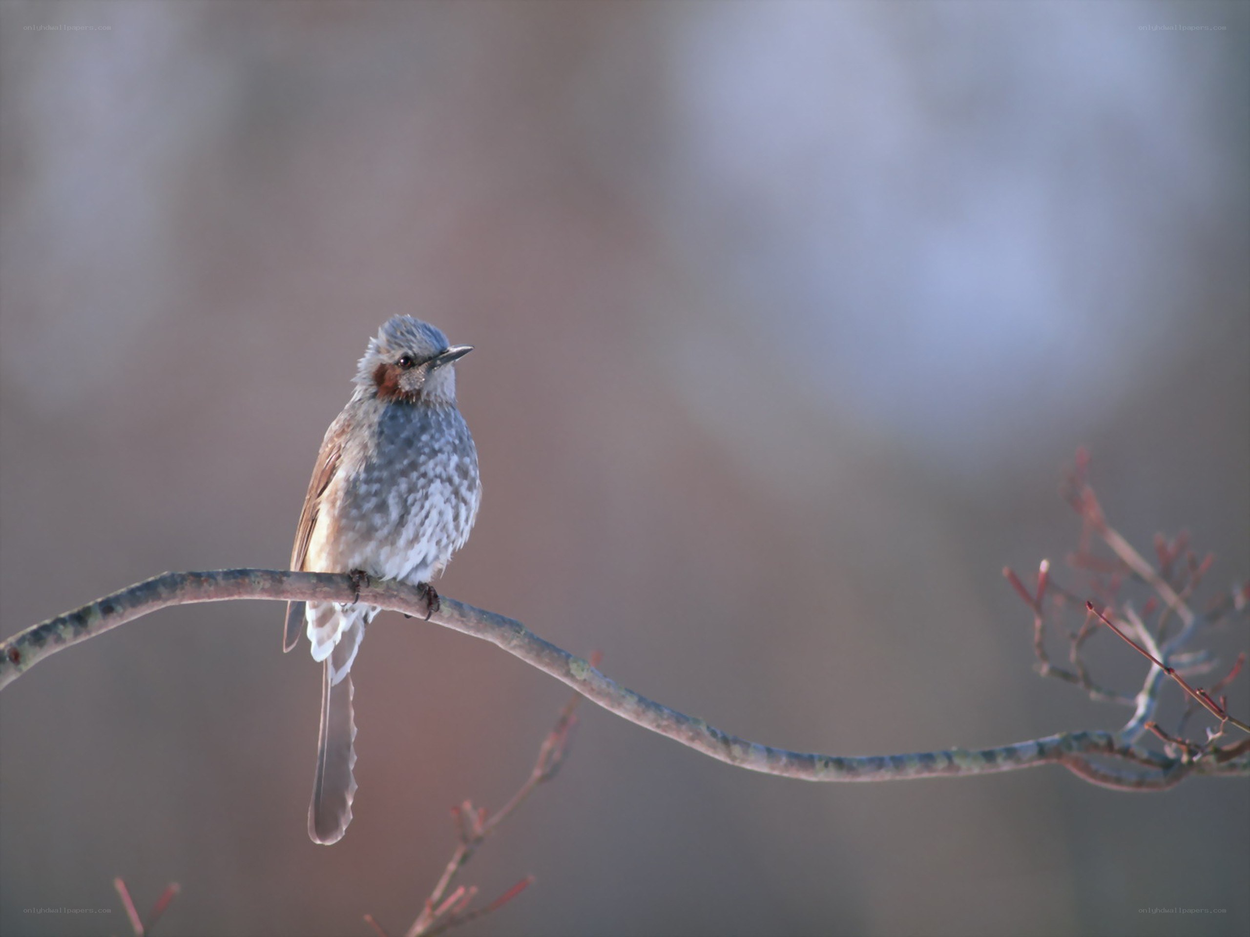 bird perched on a branch