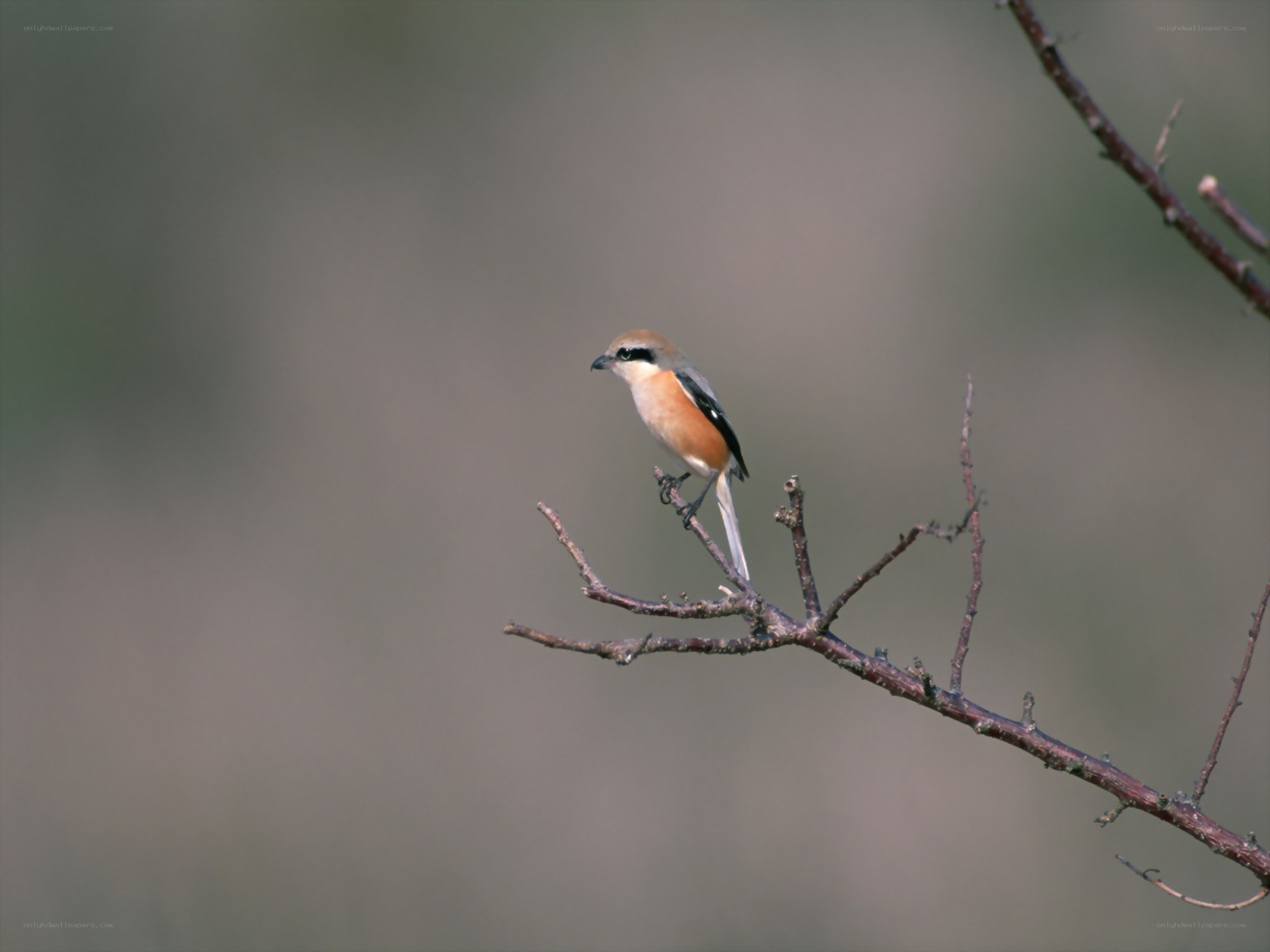 bird perched on a branch