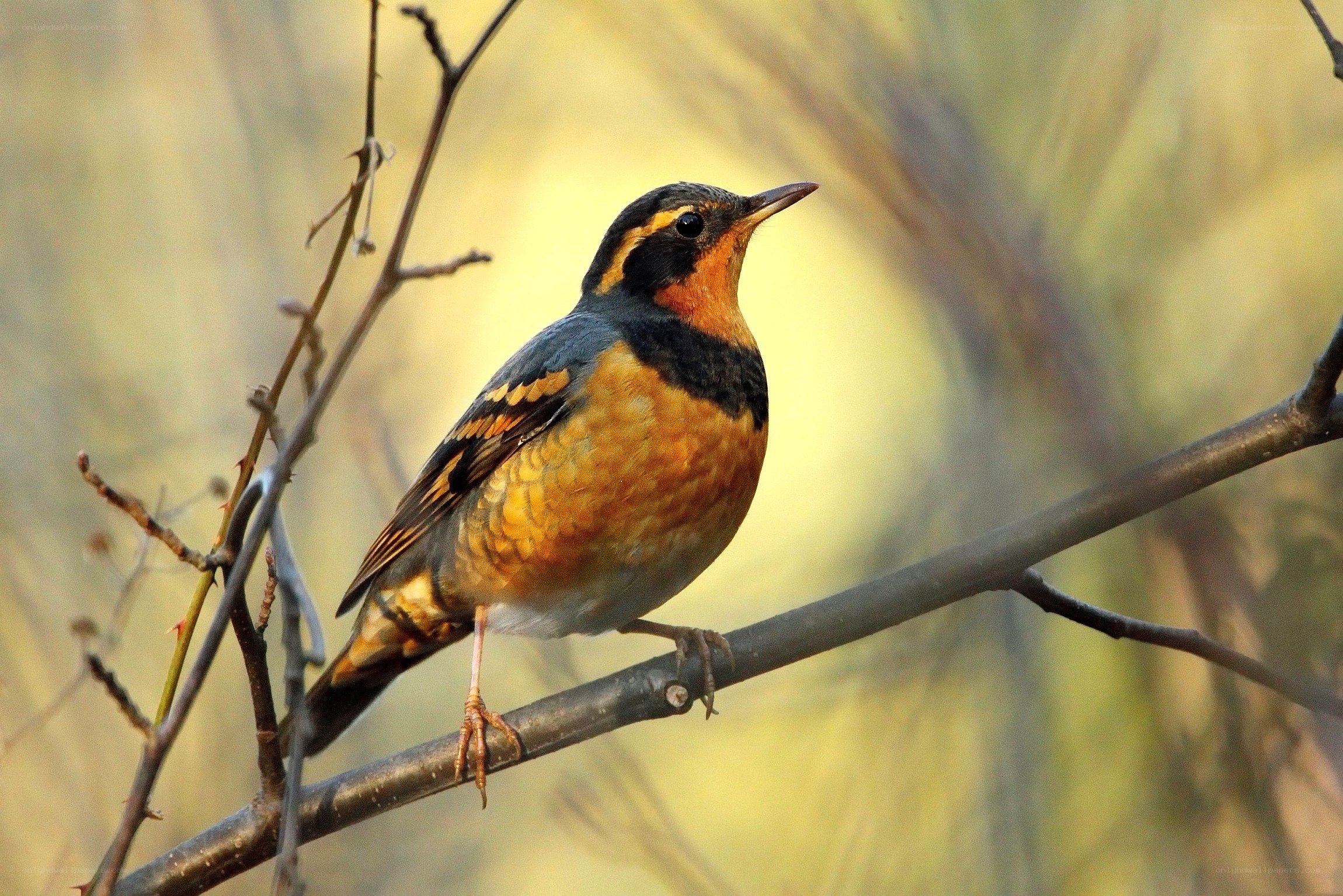 bird perched on a branch
