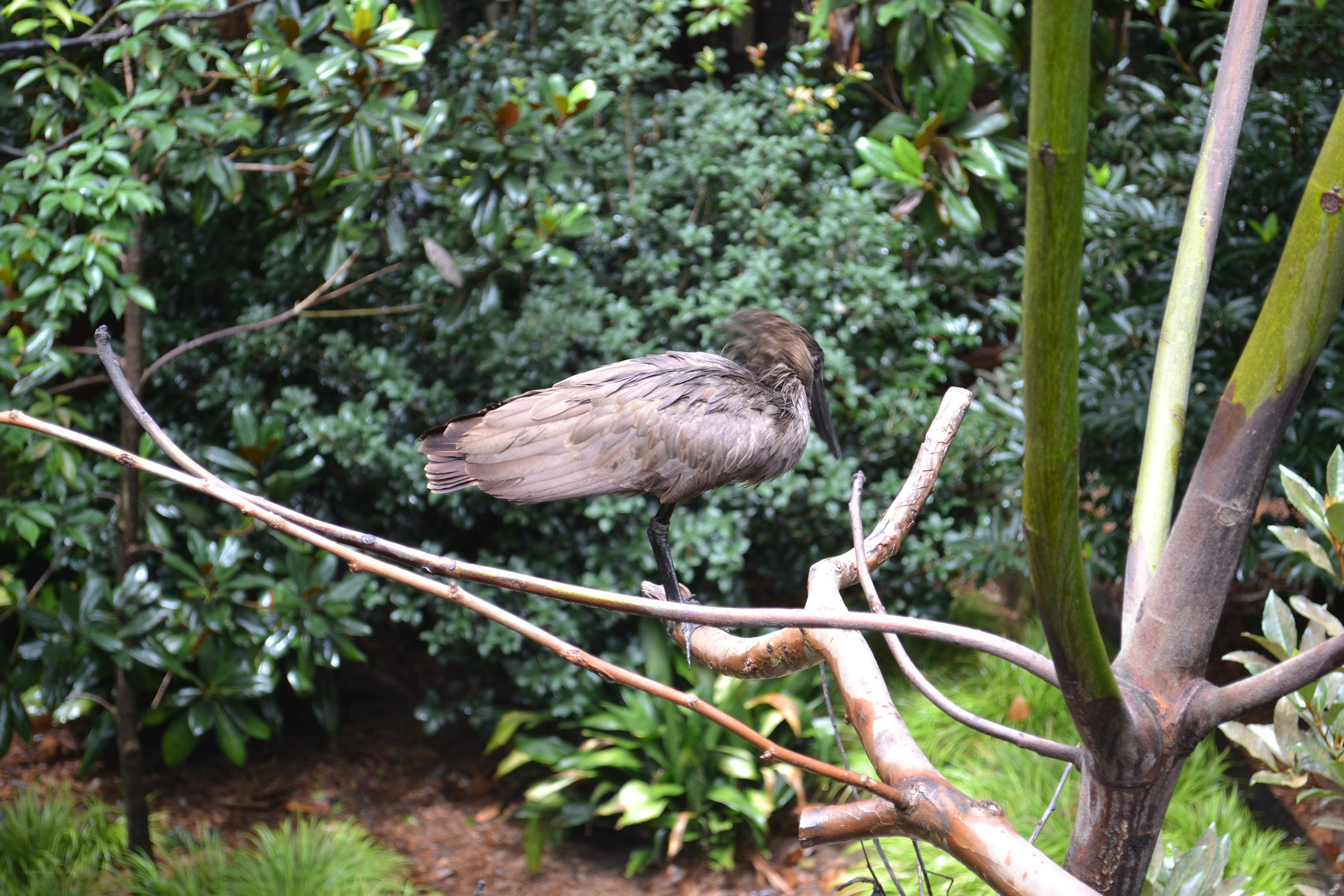 bird perched on a branch