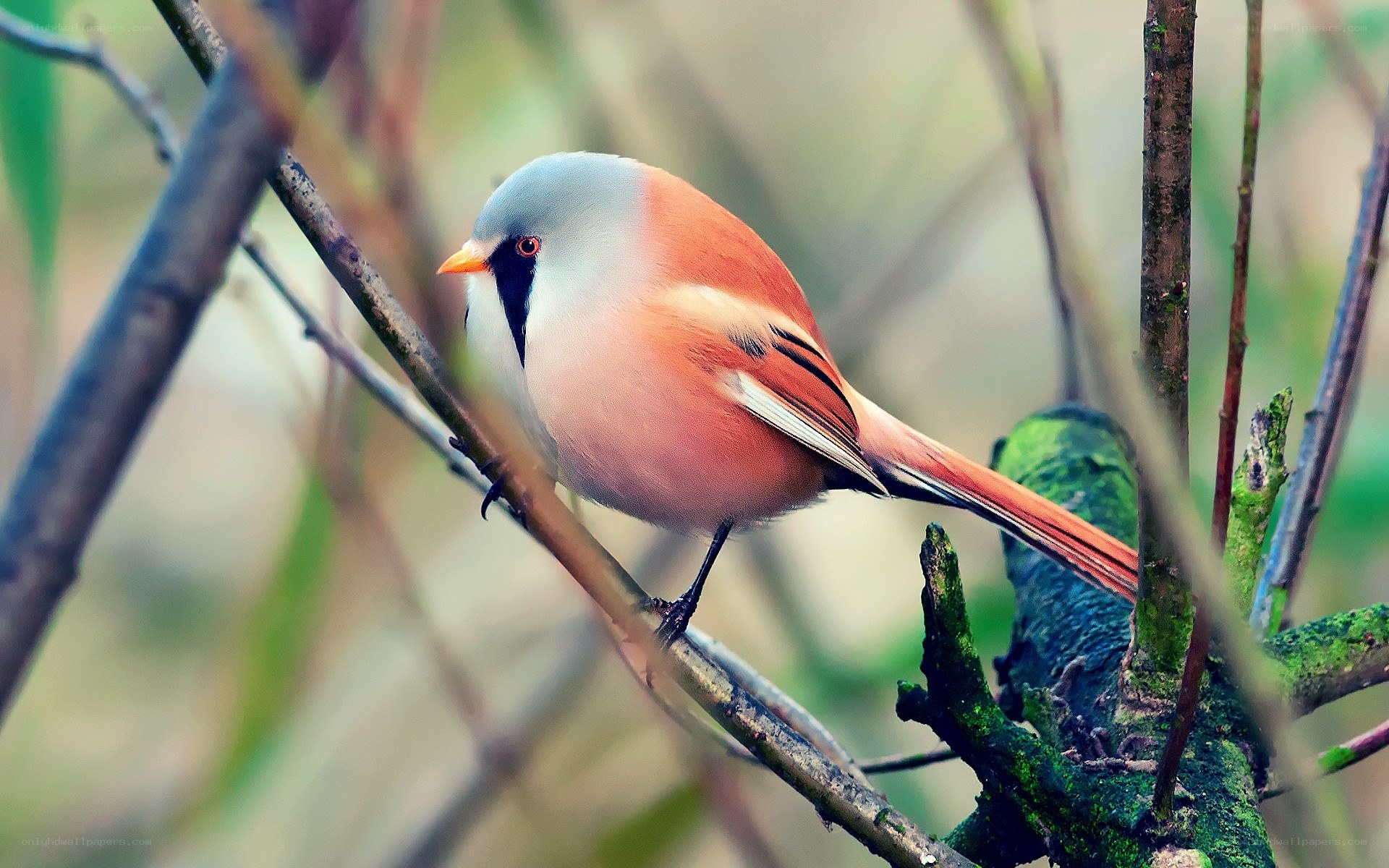 bird perched on a branch