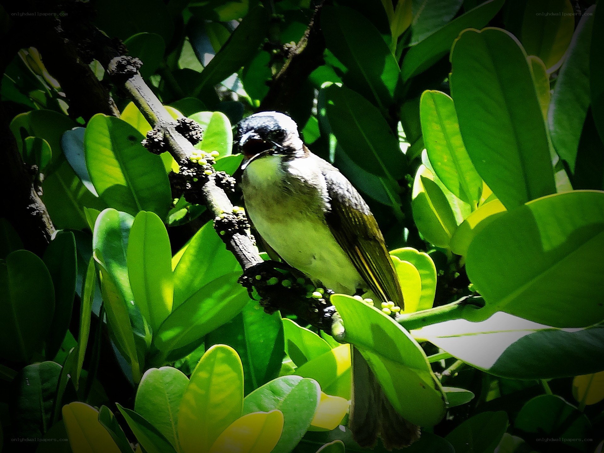 Bird perched on a branch