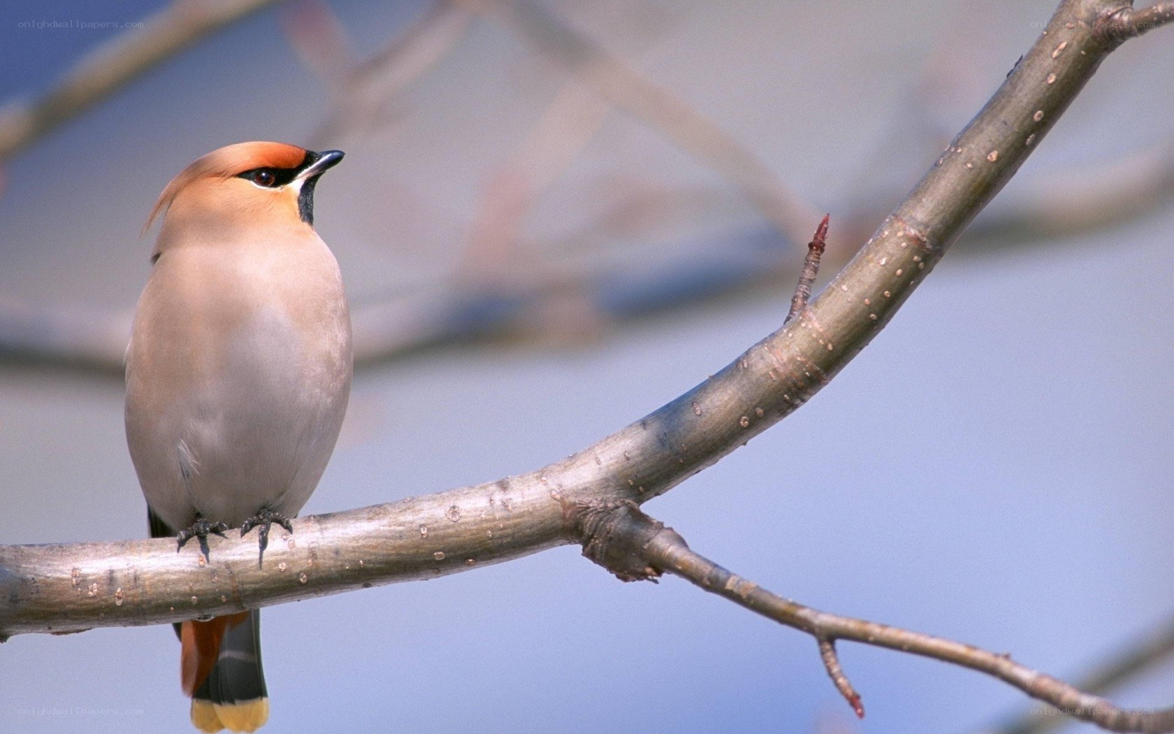 bird perched on a branch