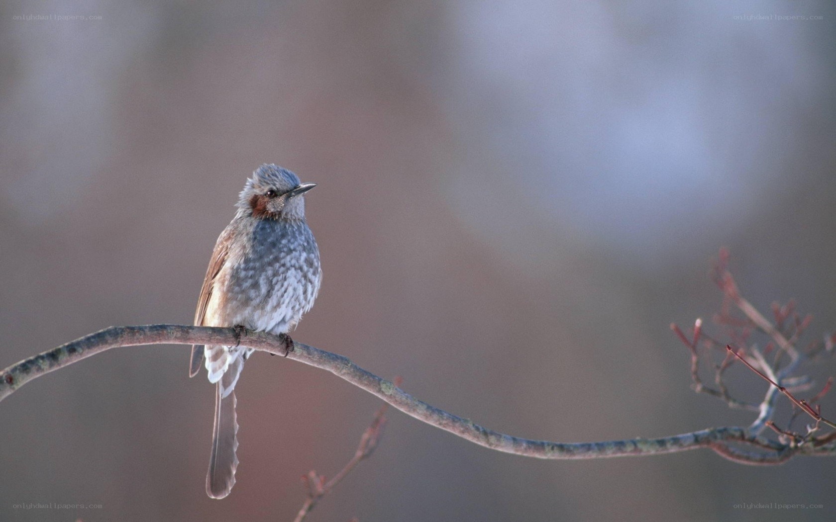 bird perched on a branch