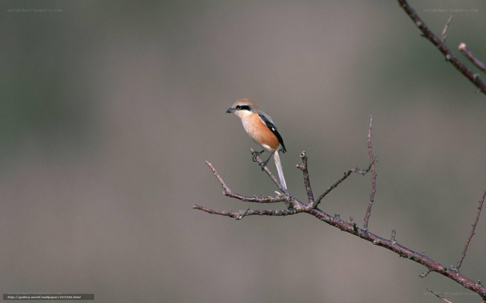 bird perched on a branch