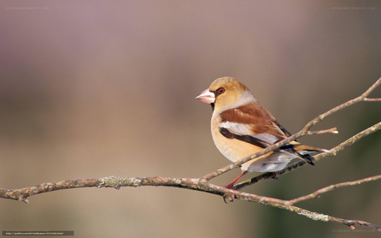 bird perched on a branch