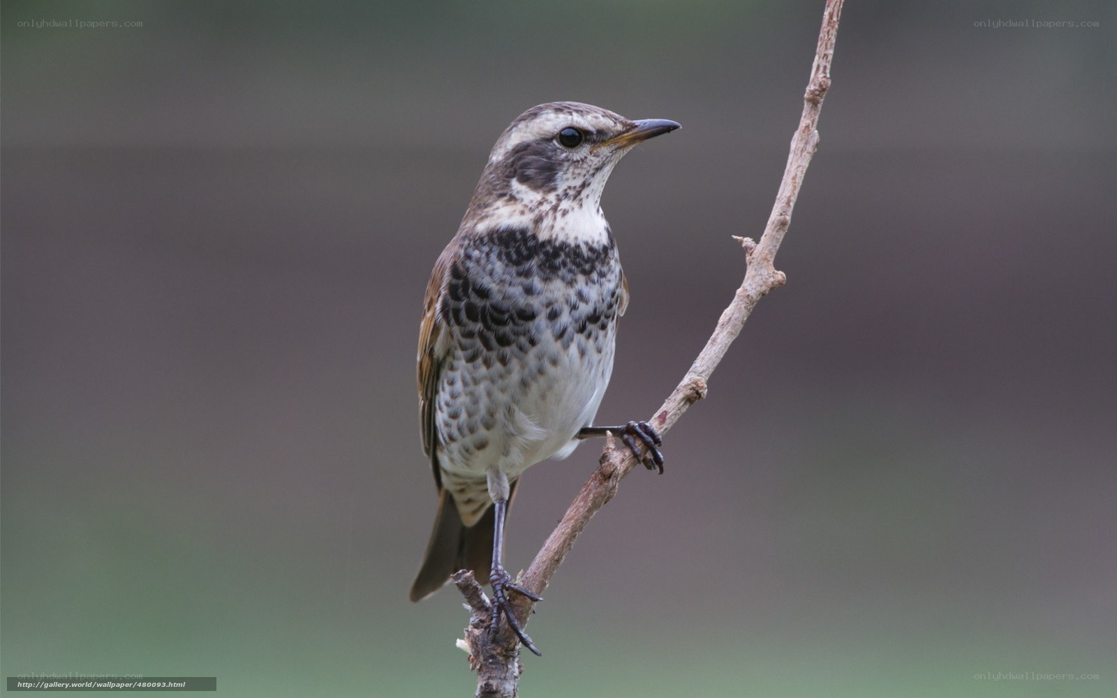 bird perched on a branch