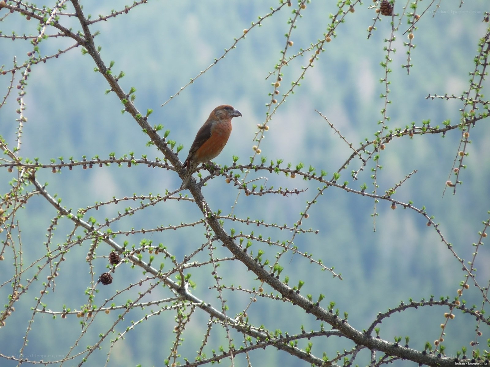 Bird perched on a branch