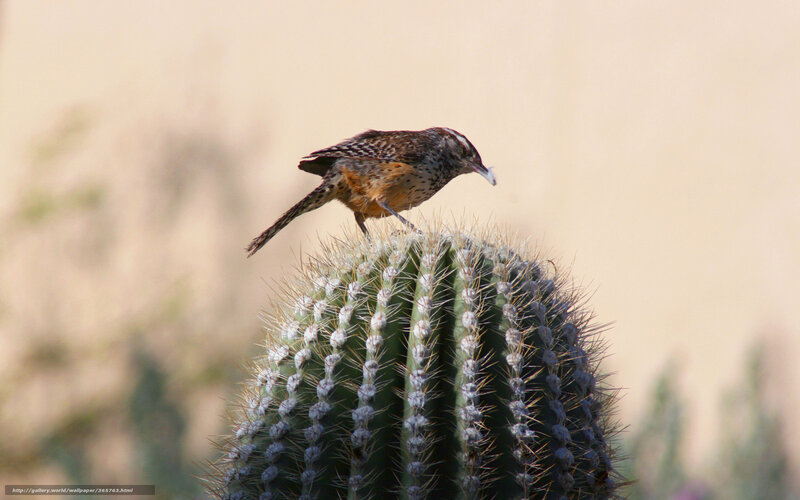 Bird perched on a cactus