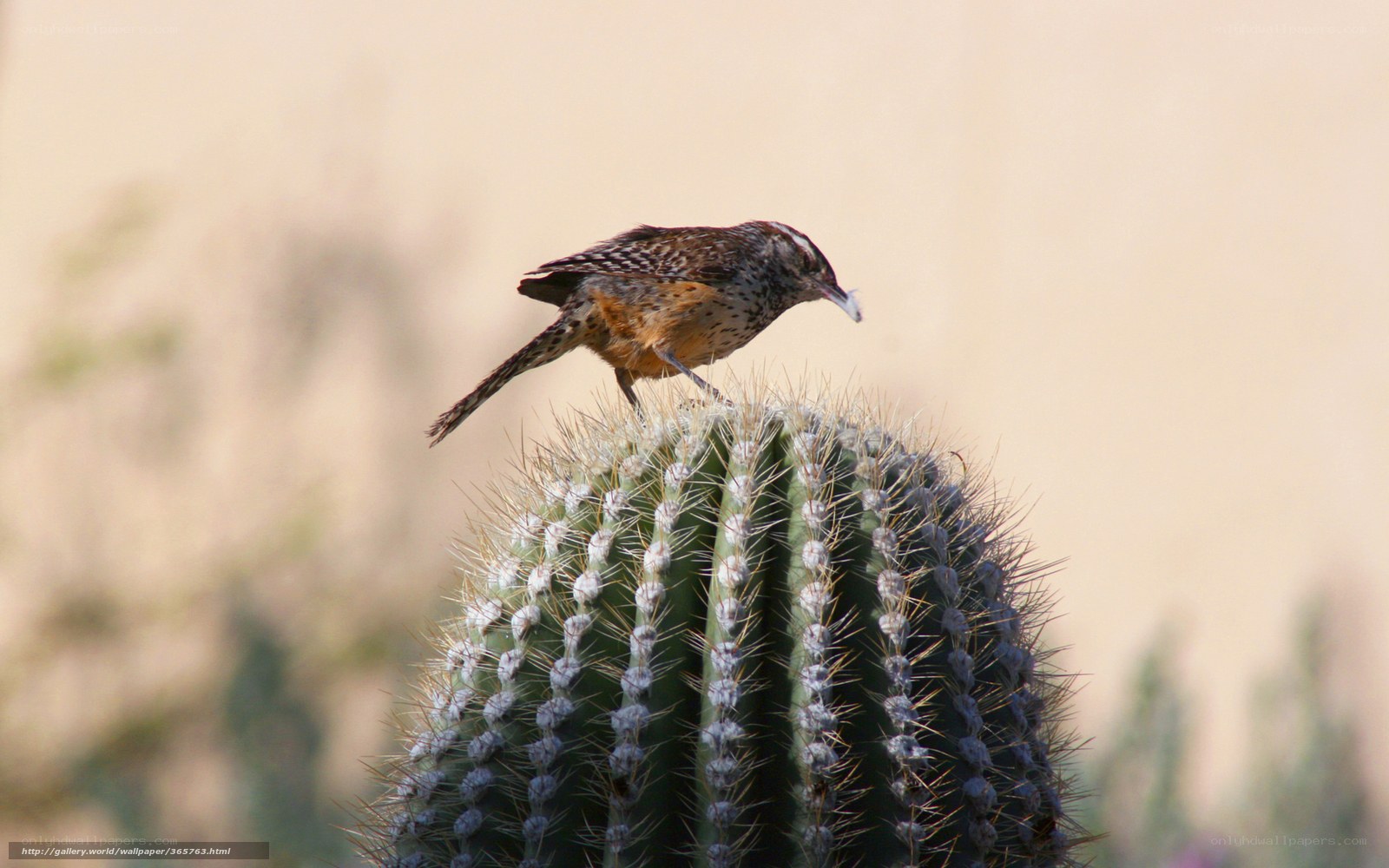 Bird perched on a cactus