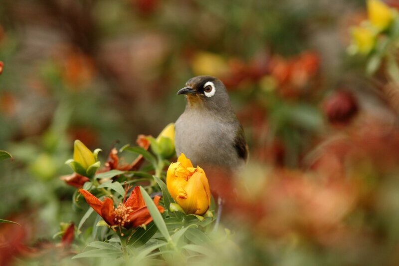 Bird perched on a flower