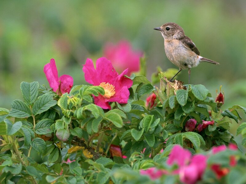 Bird perched on a flowering bush