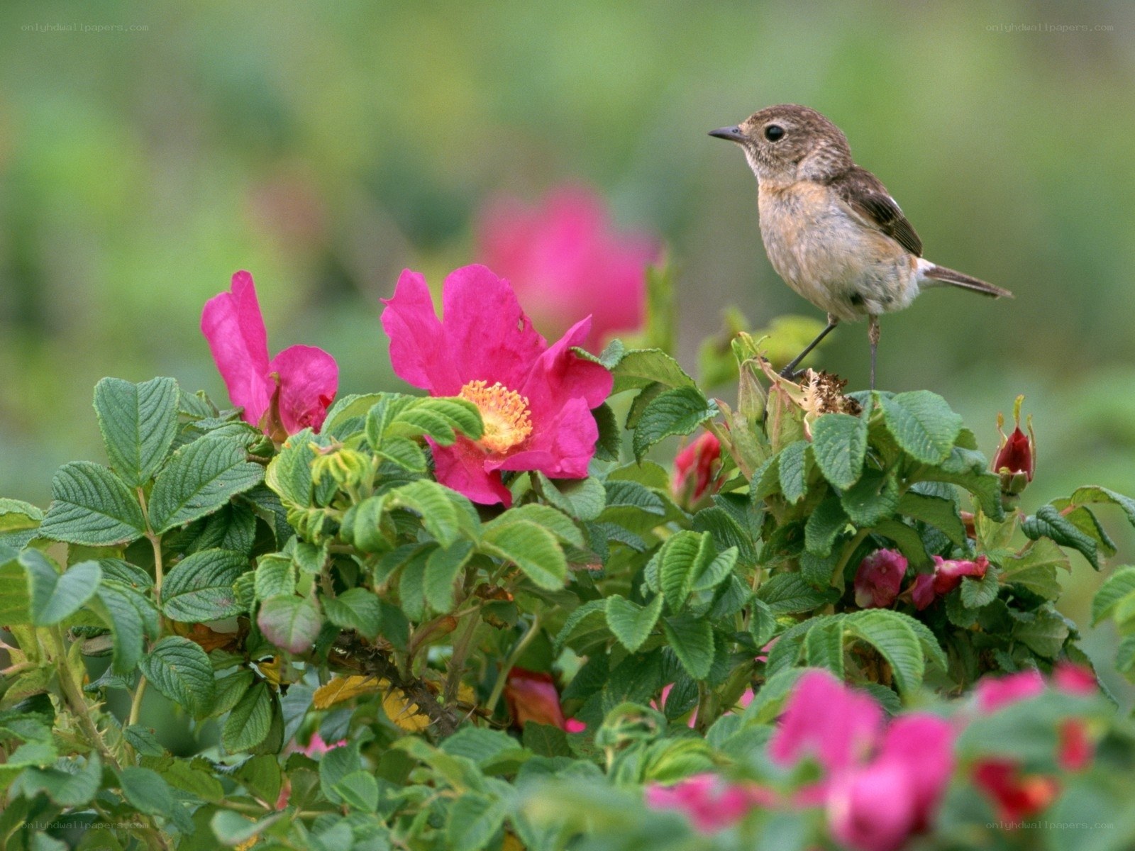 Bird perched on a flowering bush