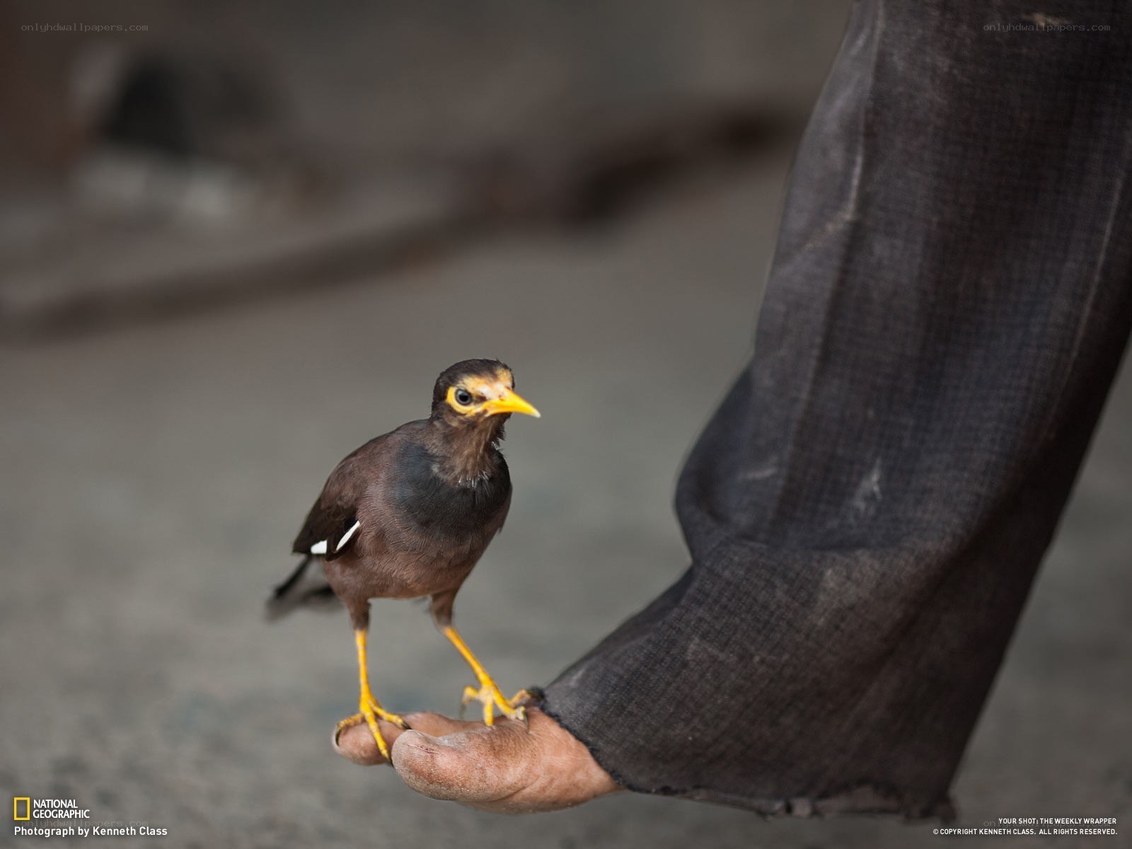 bird perched on a foot