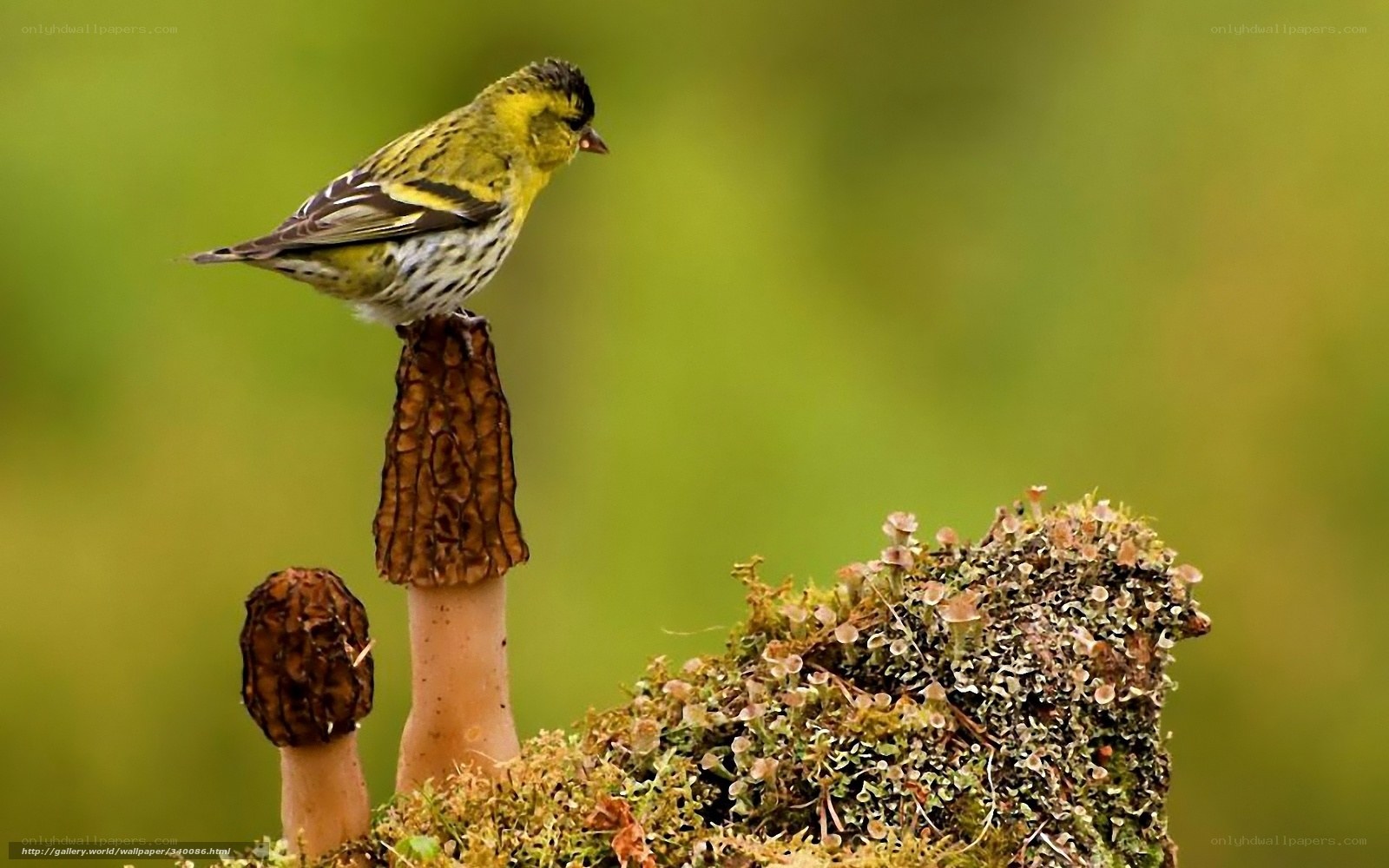 Bird perched on a morel mushroom