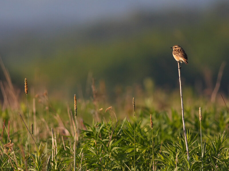Bird perched on a plant