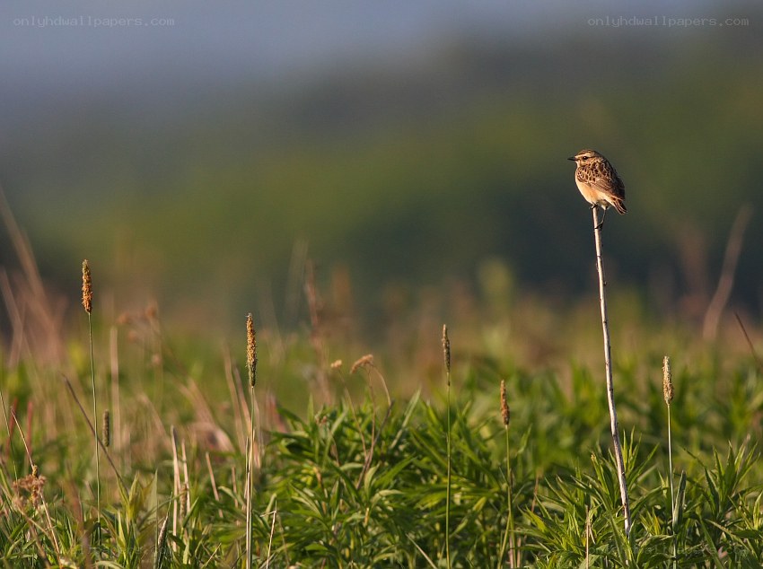 Bird perched on a plant